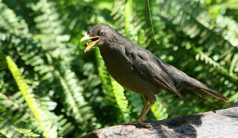 frieda 069.jpg - Heerlik!